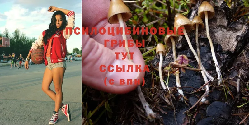 Псилоцибиновые грибы Cubensis  Буй 